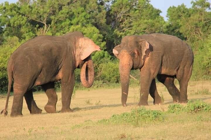 Minneriya national park